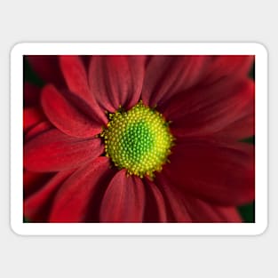 Red Daisy Gerbera Sticker